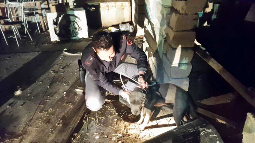 Nel suo capannone tir rubato e diversi animali in pessime condizioni. Denunciato