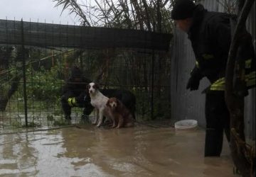 Calatabiano, cani meticci salvati dai Vigili del fuoco