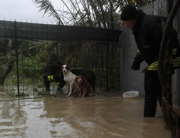 Calatabiano, cani meticci salvati dai Vigili del fuoco