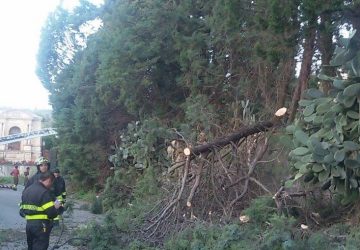 Giarre, raffiche di vento, abbattuti cipressi in via Firenze a Macchia