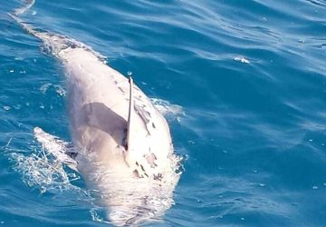 Gita in barca in una calda domenica d&rsquo;ottobre: amare sorprese