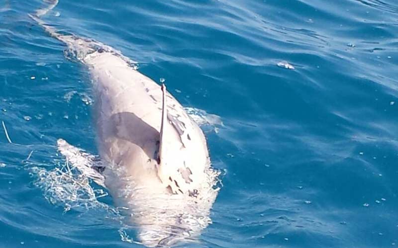 Gita in barca in una calda domenica d’ottobre: amare sorprese