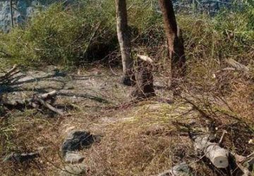 Aci Trezza, mimose capitozzate: il sindaco Drago ha avviato un&rsquo;indagine interna