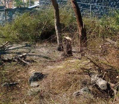 Aci Trezza: capitozzati senza pietà gli alberi di mimosa nell’area dei basalti