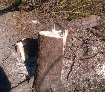 Aci Trezza: capitozzati senza pietà gli alberi di mimosa nell’area dei basalti