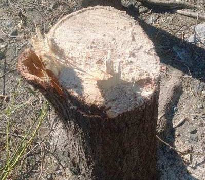 Aci Trezza: capitozzati senza pietà gli alberi di mimosa nell’area dei basalti