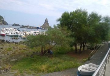 Aci Trezza: capitozzati senza piet&agrave; gli alberi di mimosa nell&rsquo;area dei basalti