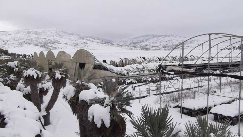 Neve e agricoltura: il sindaco Metropolitano Bianco chiede lo stato di emergenza