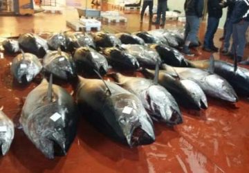 "Mafia del Tonno Rosso": sequestrate 4 societ&agrave; e indagate 31 persone, alcune sono pubblici ufficiali