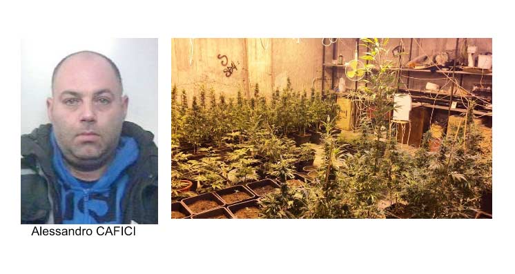 Garage trasformato in vivaio di “canapa indiana”: arrestato 37enne